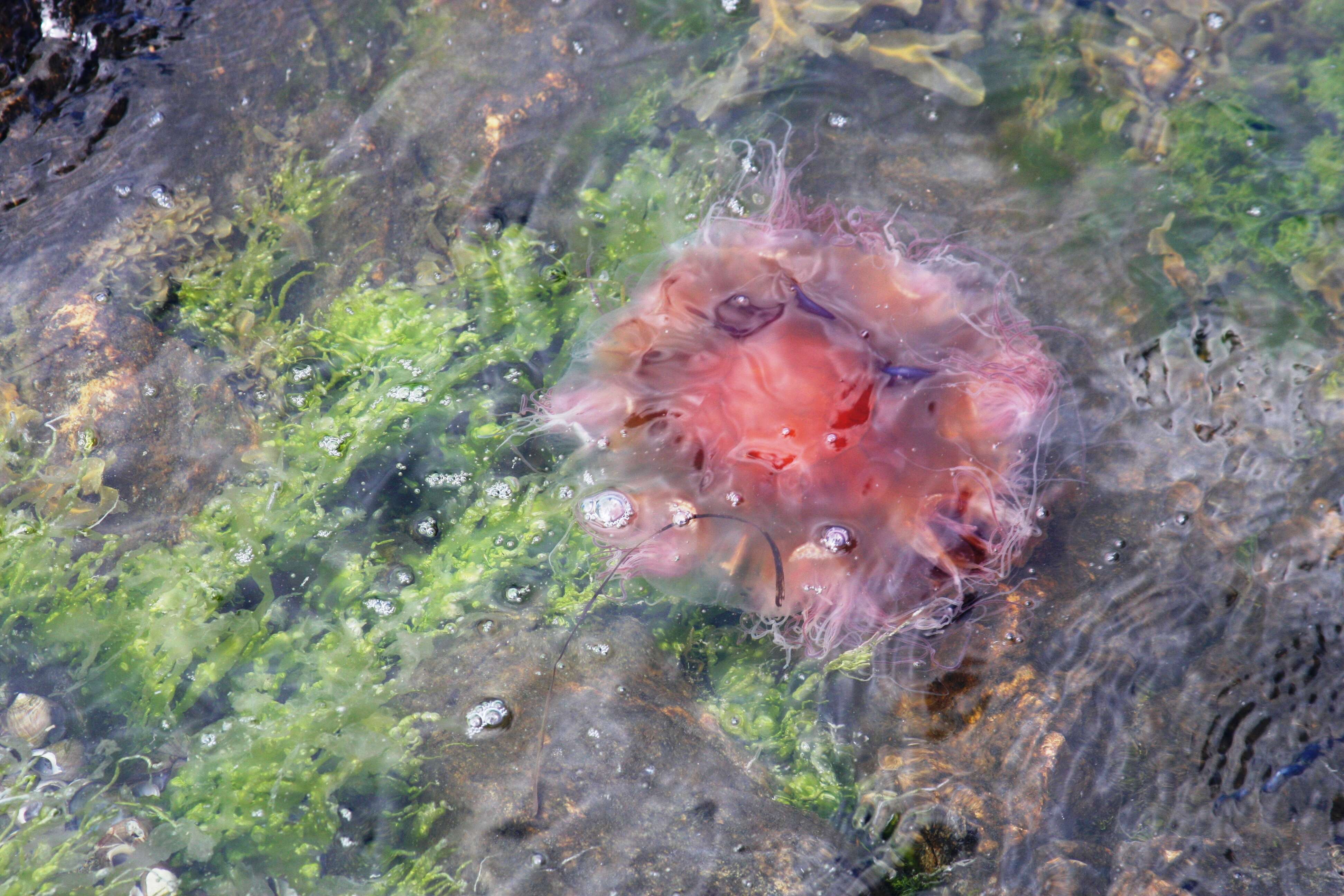 Image of Lion's Mane Jellyfish