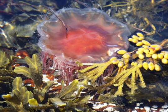 Image of Lion's Mane Jellyfish