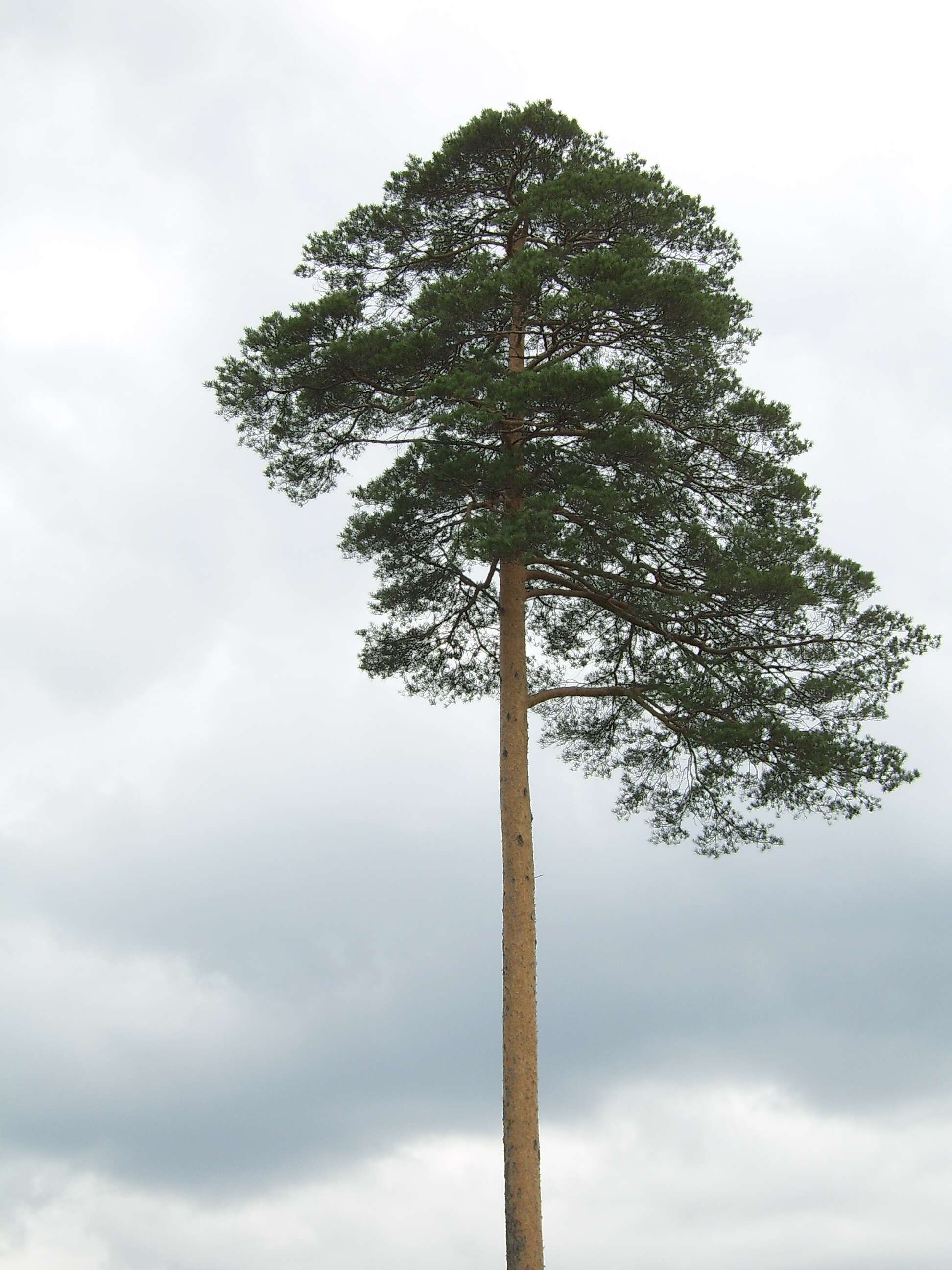 Pinus densiflora Siebold & Zucc. resmi