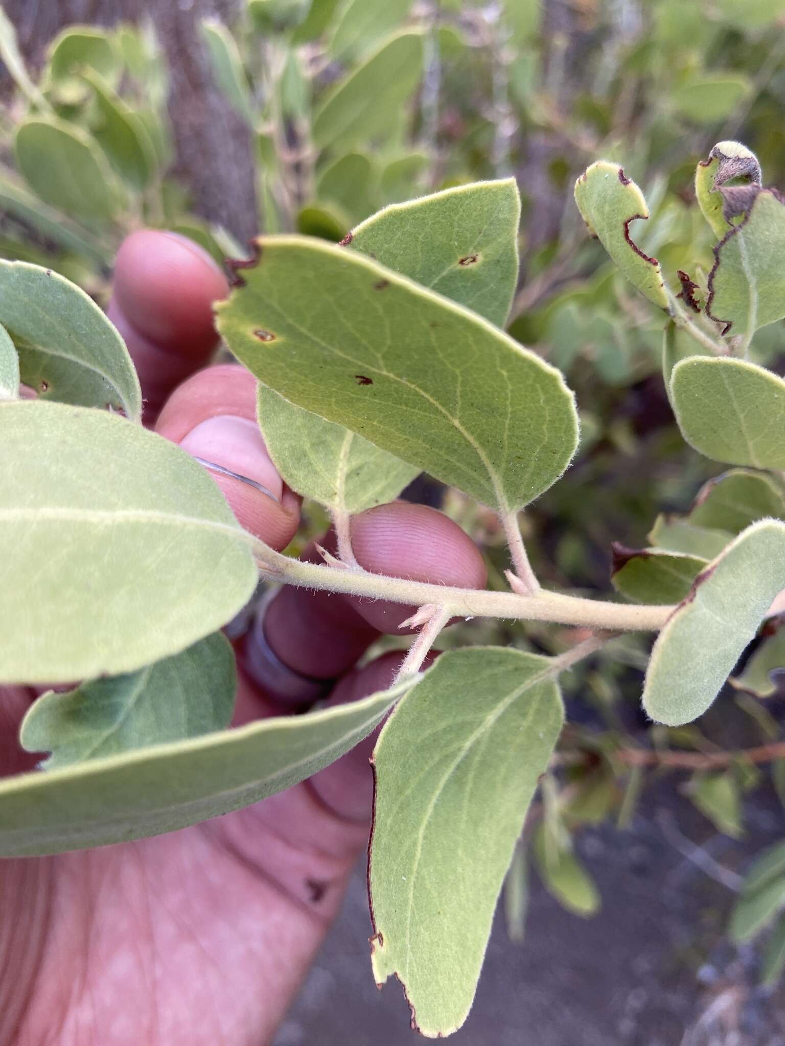 Слика од Arctostaphylos glandulosa subsp. zacaensis (Eastw.) P. V. Wells