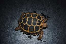 Image of Celebes Tortoise