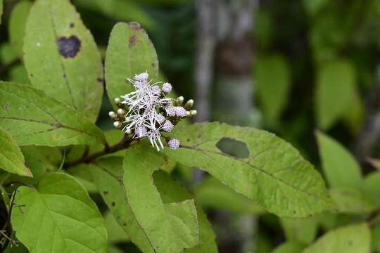 Plancia ëd Chromolaena quercetorum (L. O. Williams) R. King & H. Rob.