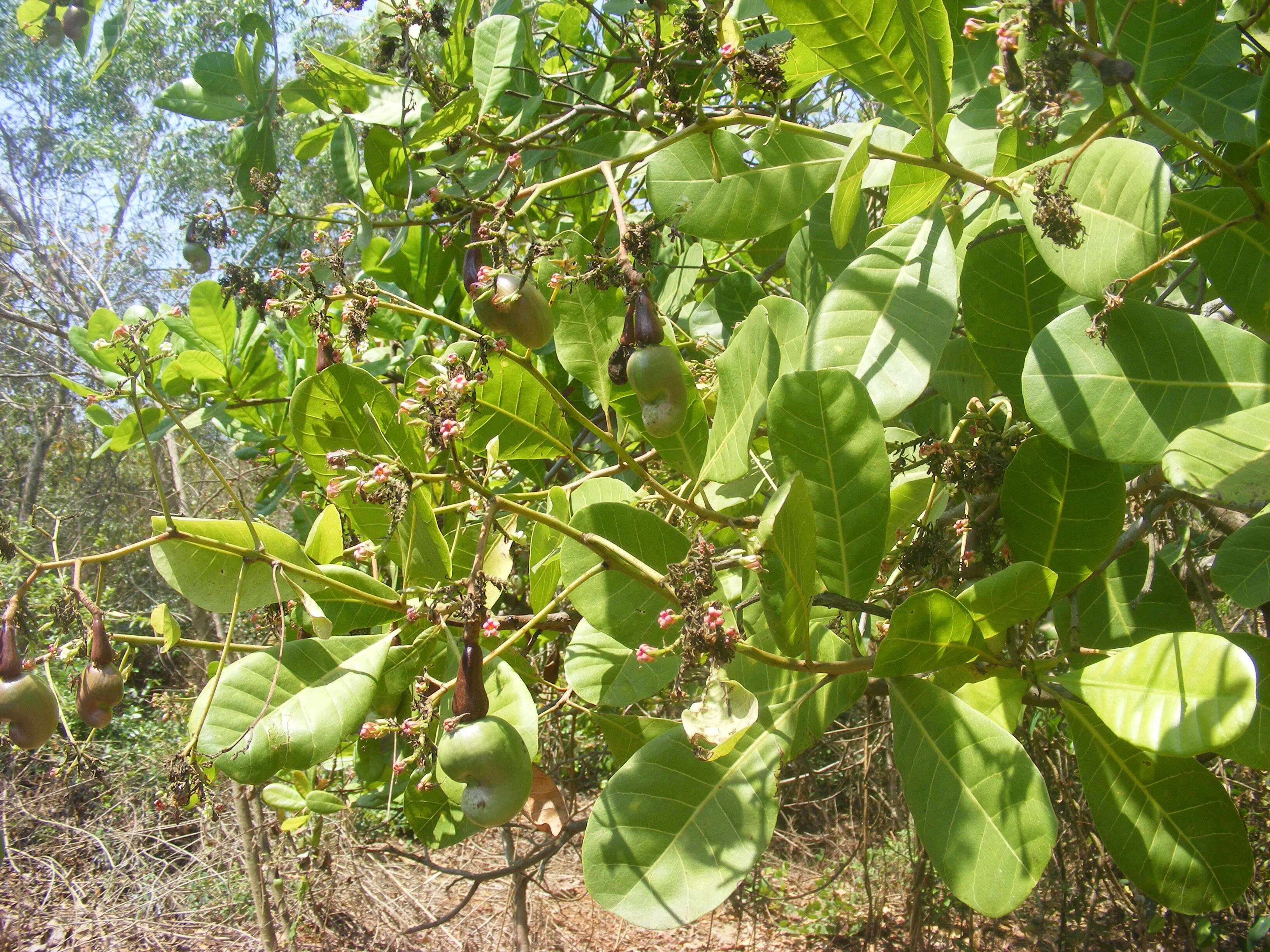 Image of cashew