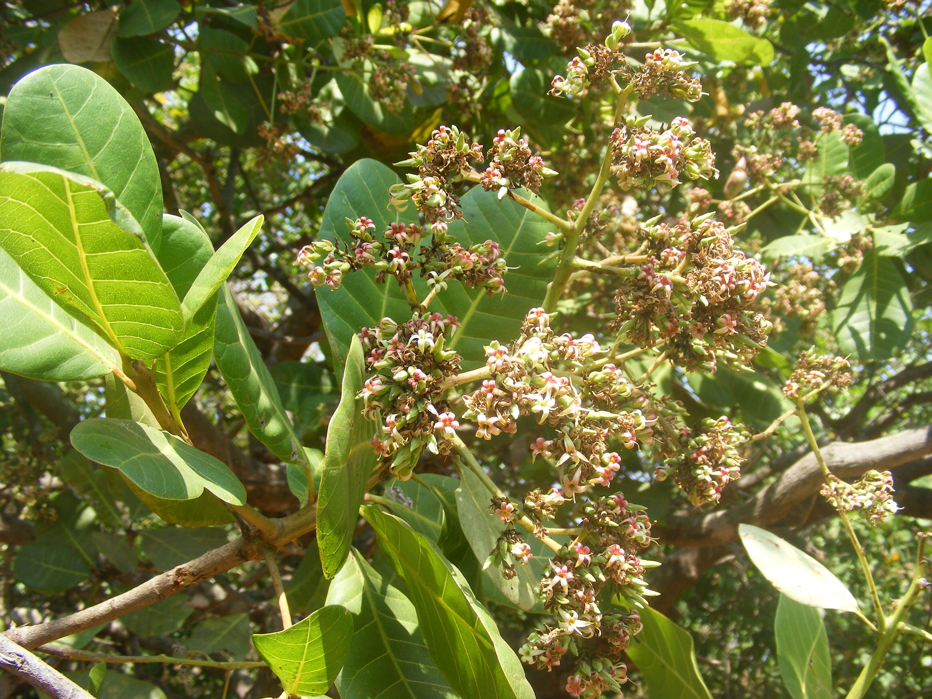 Image of cashew