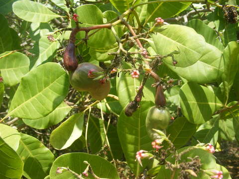 Image of cashew