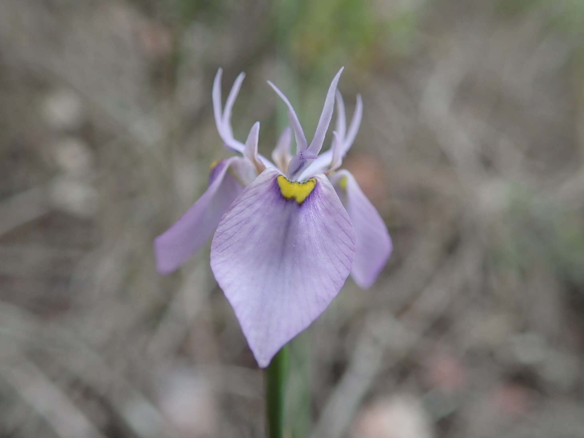 Слика од Moraea algoensis Goldblatt