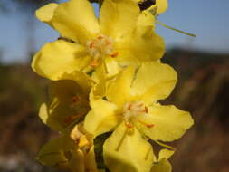 Image of Verbascum simplex Hoffmgg. & Link
