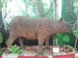 Image of Bornean rhinoceros