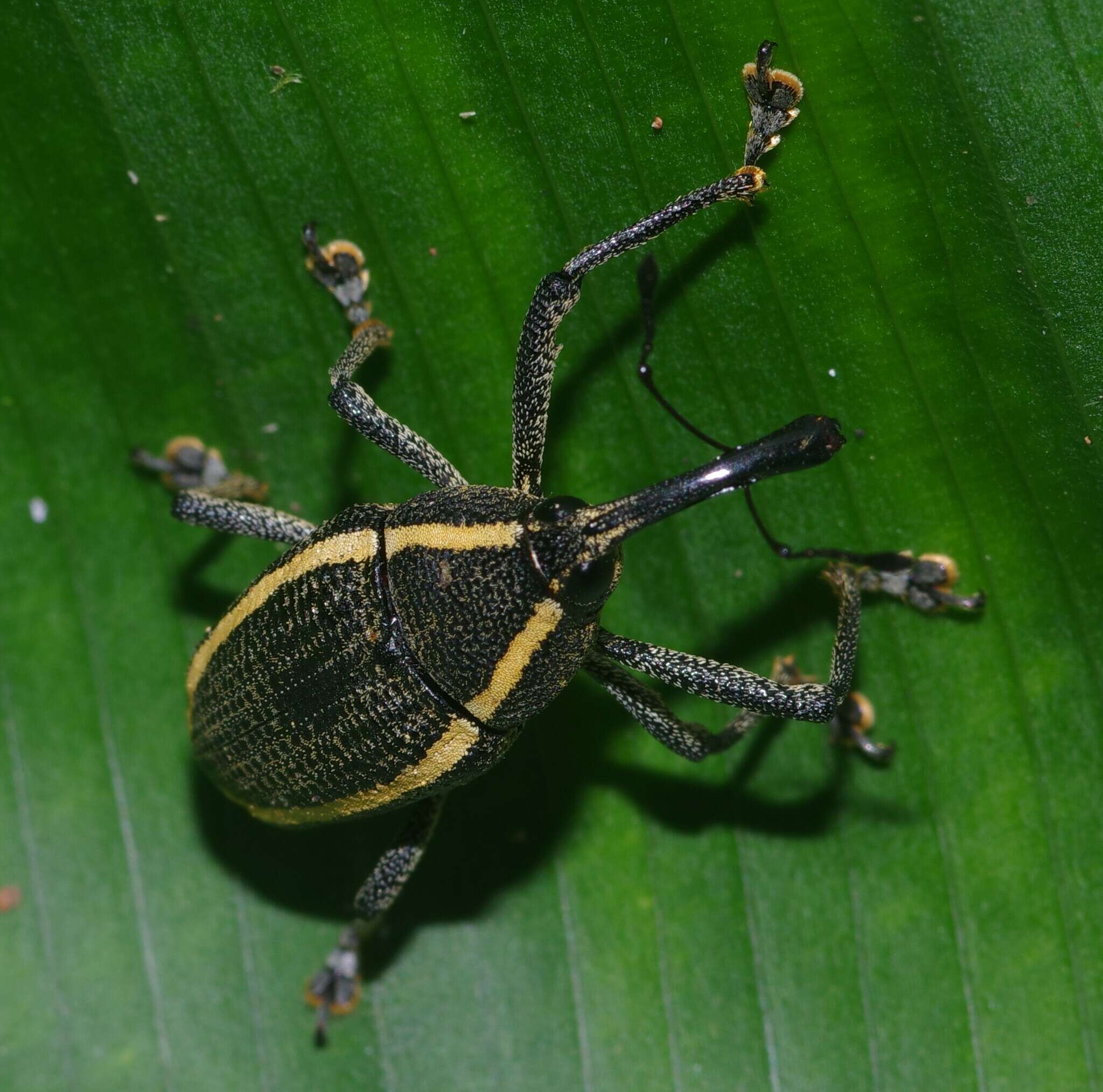 Image of Cholus olivieri Klima & A. 1936