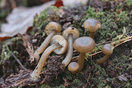 Image of Clitocybe subditopoda Peck 1889