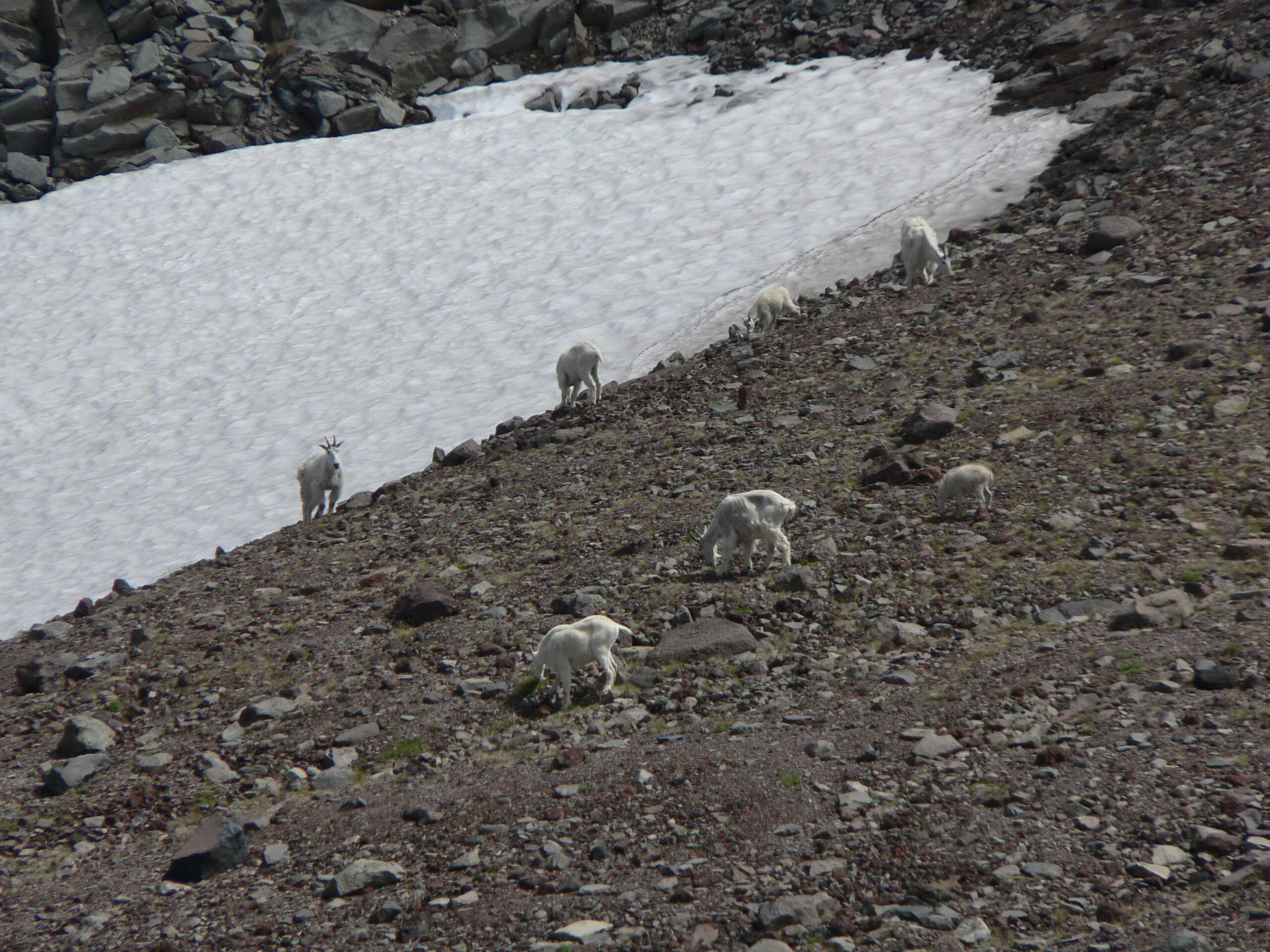 Image of mountain goat