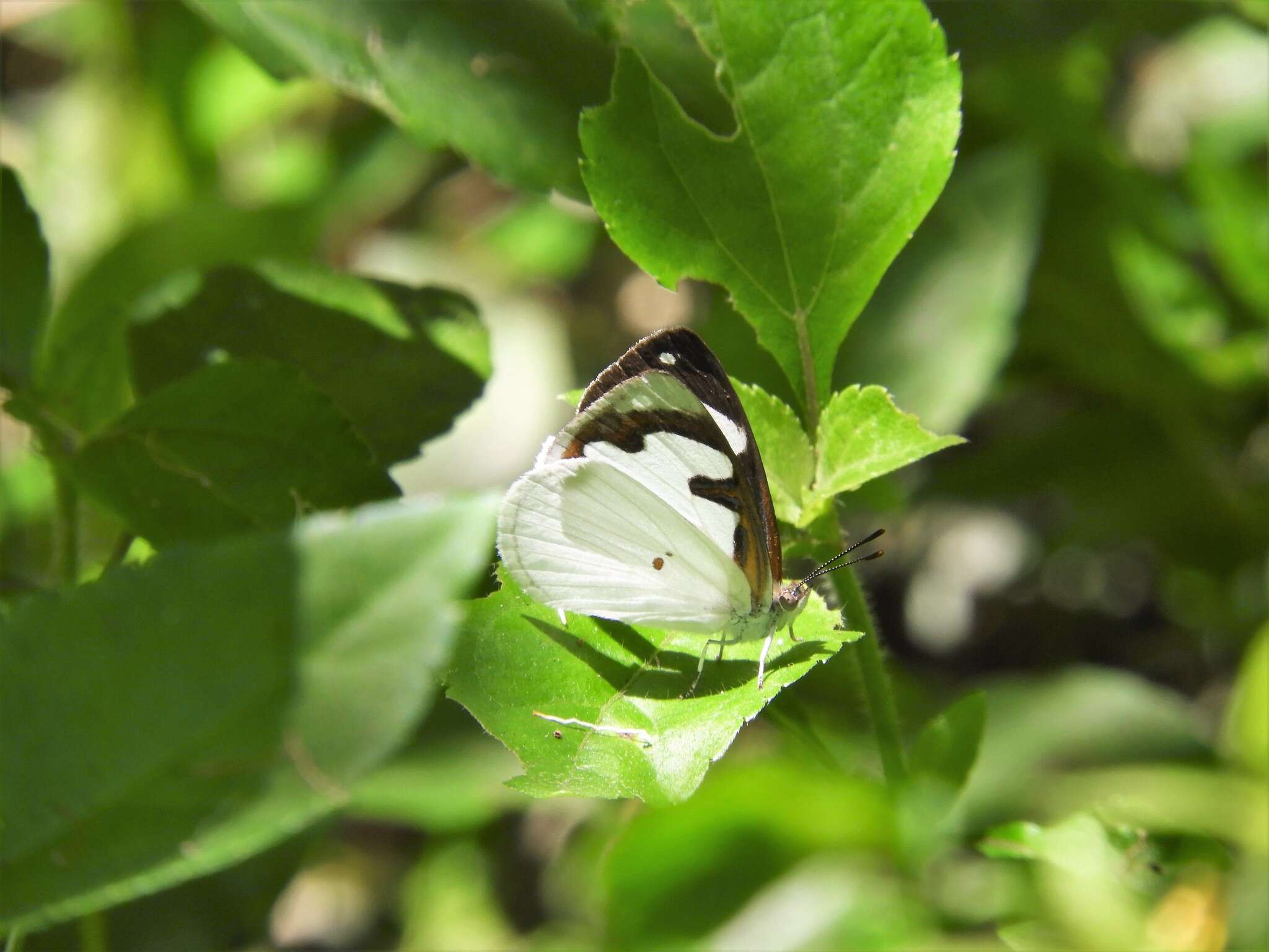 Plancia ëd Dynamine myrrhina Doubleday (1849)