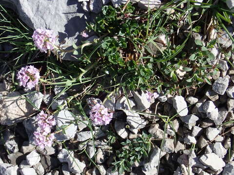 Imagem de Noccaea rotundifolia (L.) Moench