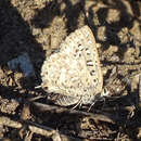 Crudaria leroma (Wallengren 1857) resmi