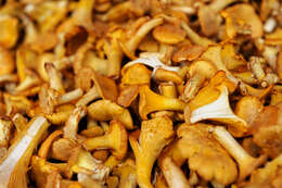 Image of Chanterelle