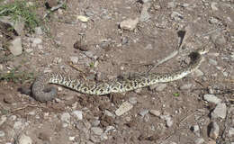 Image of Crotalus molossus oaxacus Gloyd 1948