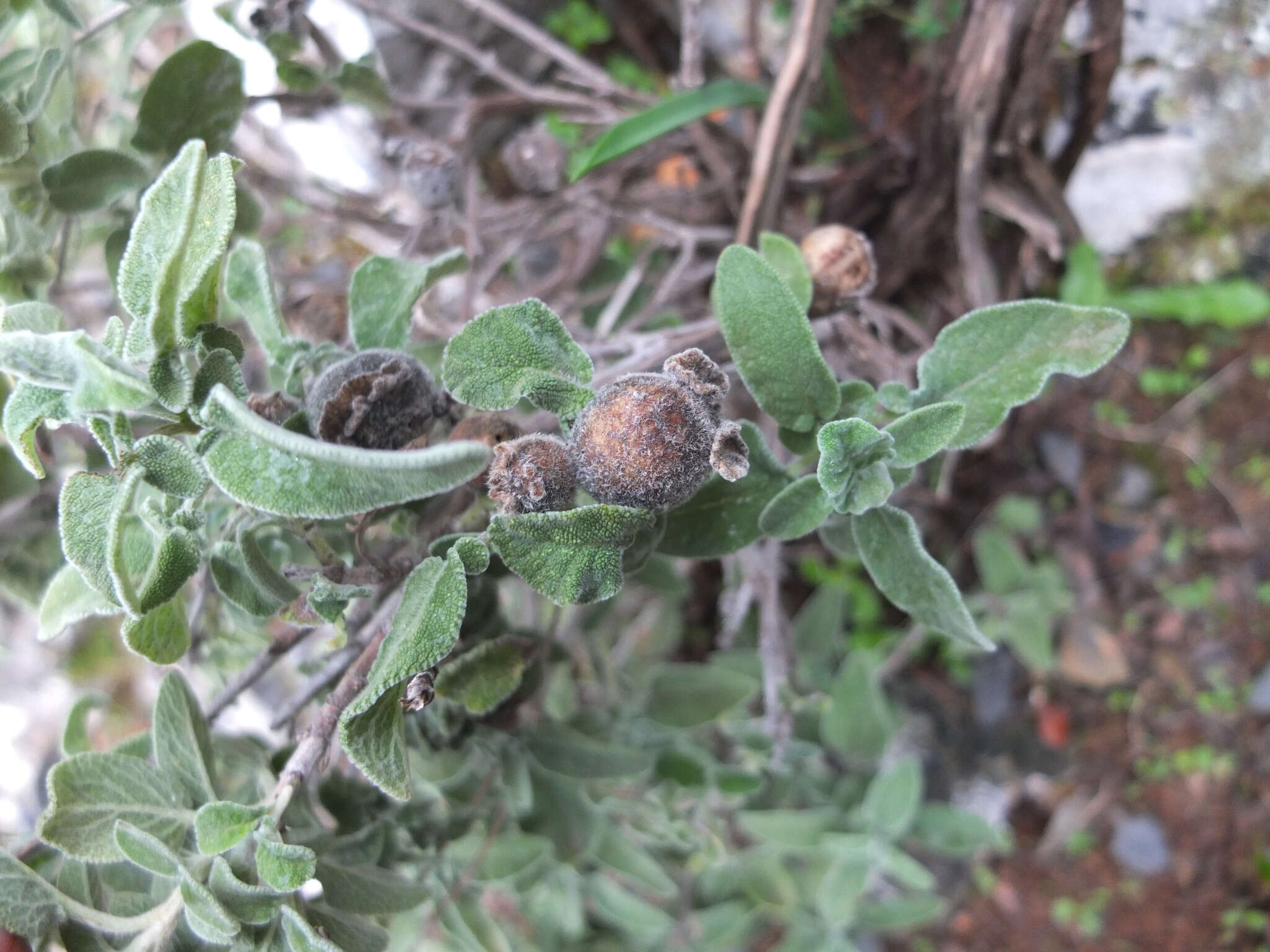 Imagem de Salvia fruticosa Mill.