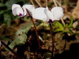 Image of Cyclamen coum Miller