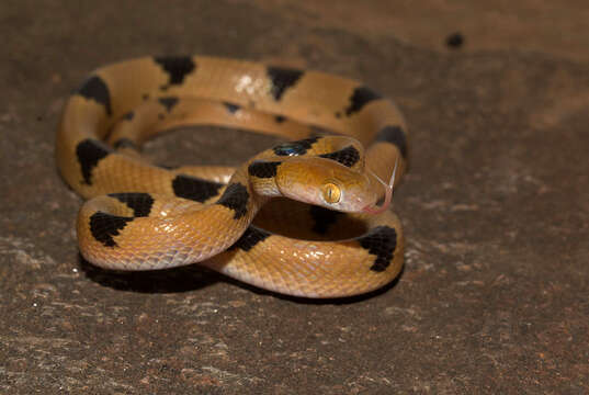 Image of Common Tiger Snake