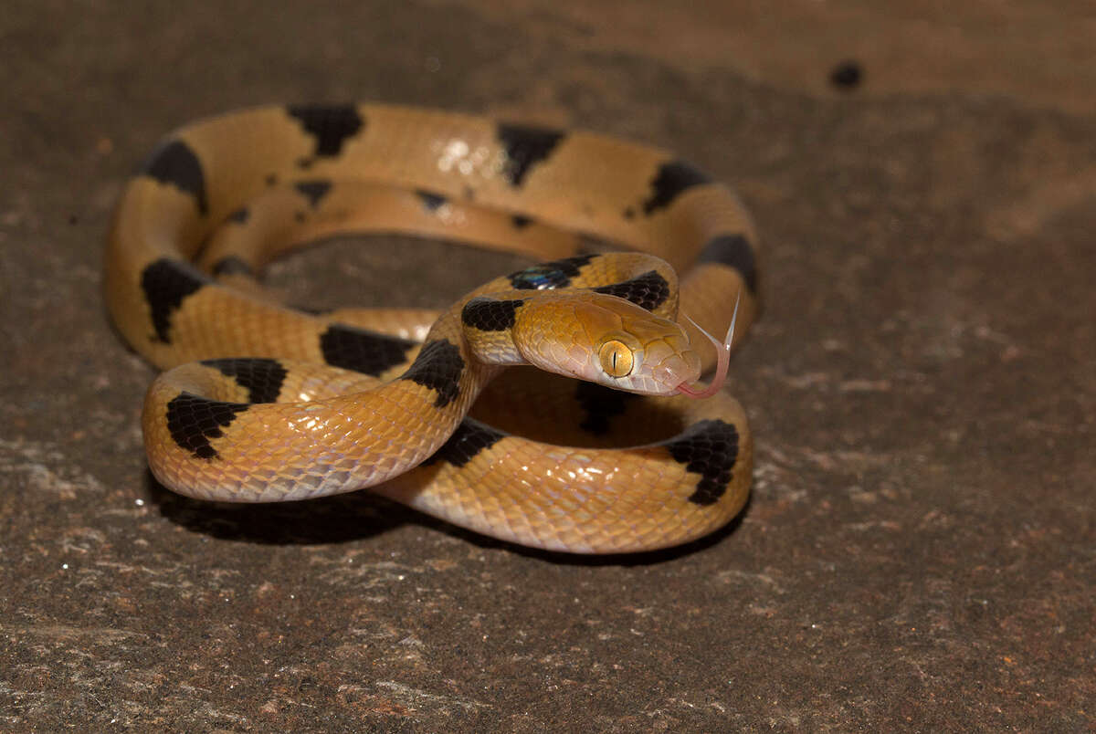Image of Common Tiger Snake