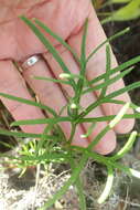 Image of Pelargonium caffrum (Eckl. & Zeyh.) Steud.