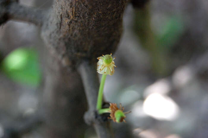 Image of African Mangosteen