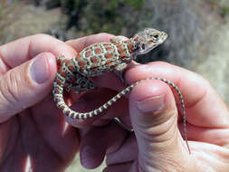 Image of Cope's leopard lizard