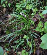 Image of Ophiopogon planiscapus Nakai