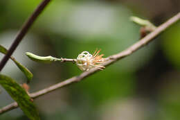 Image of Alangium salviifolium (L. fil.) Wangerin