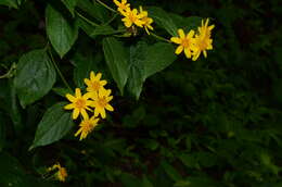 Image of Lasianthaea ceanothifolia (Willd.) K. M. Becker