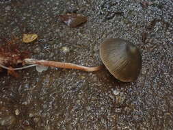 Image de Psilocybe papuana Guzmán & E. Horak 1979