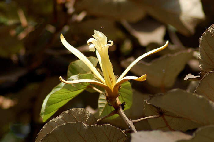 Image of Pterospermum acerifolium (L.) Willd.