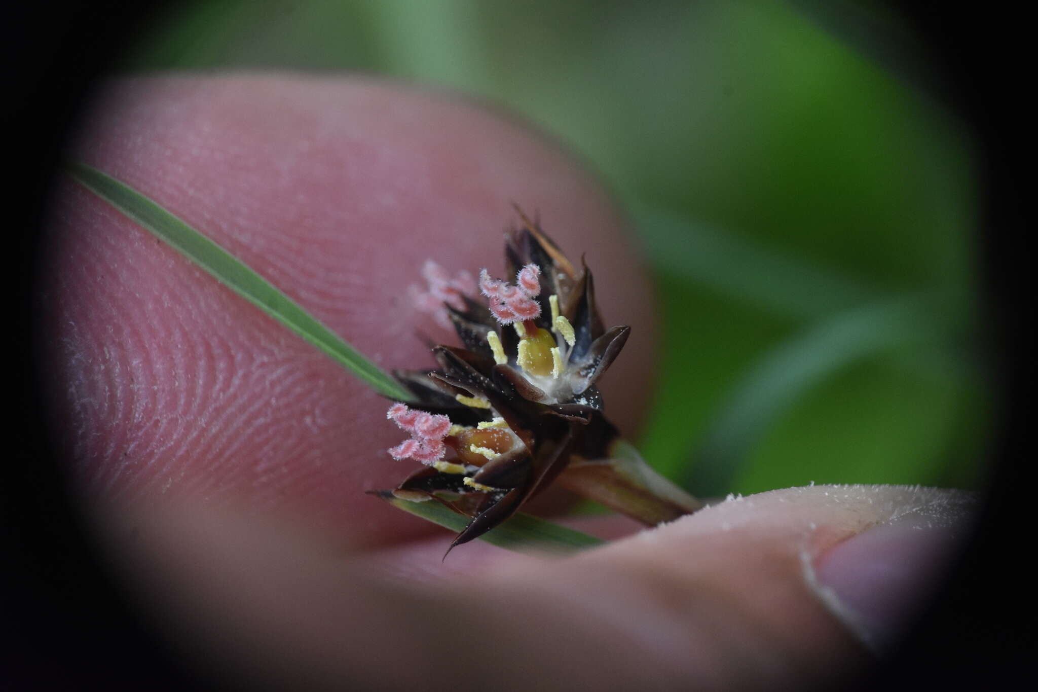 Слика од Juncus falcatus E. Mey.