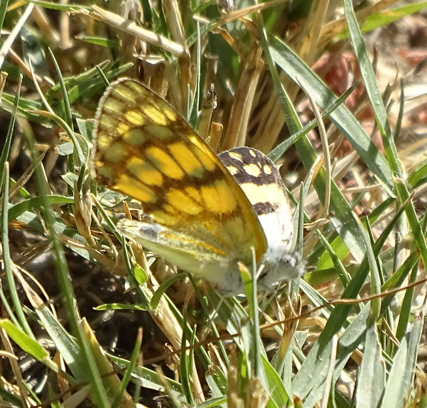 Image of Colotis vesta (Reiche (1850))