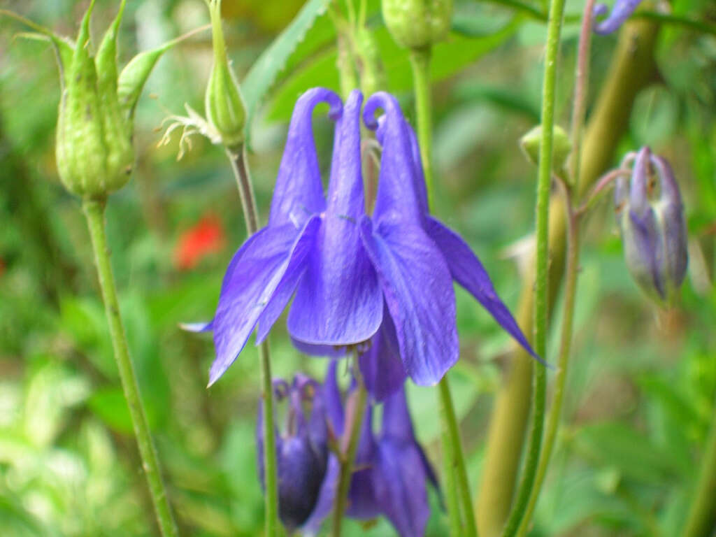 Plancia ëd Aquilegia vulgaris L.