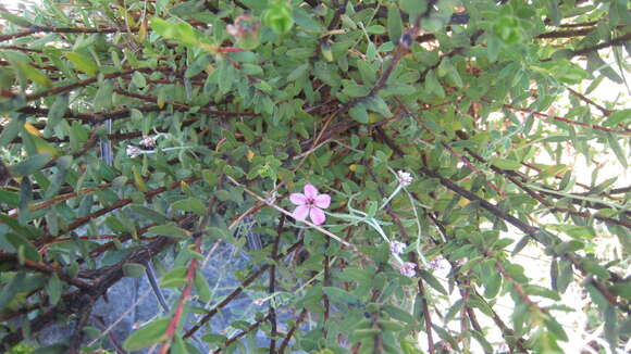 Image of Adenandra mundiifolia Eckl. & Zeyh.