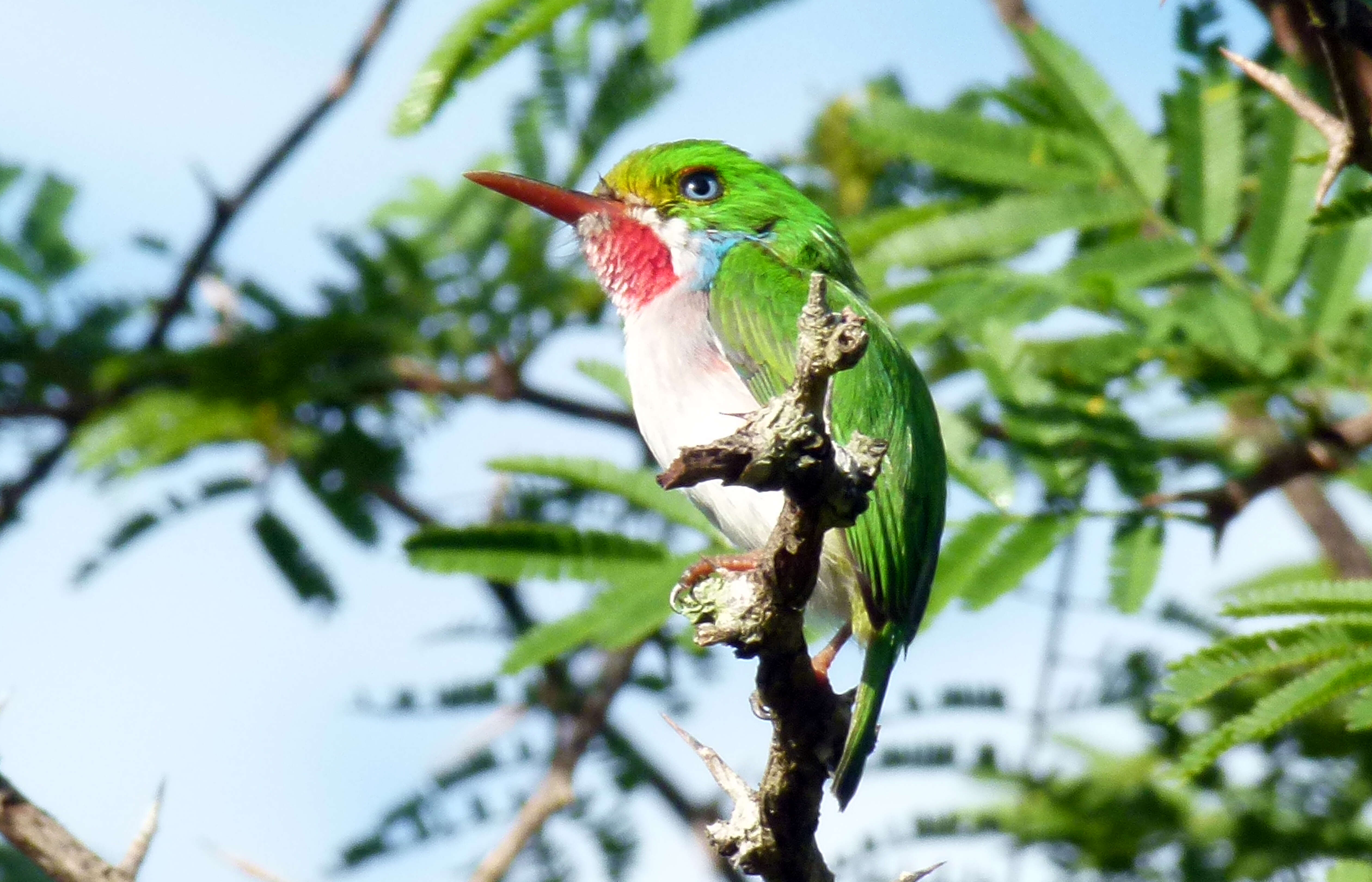 Imagem de Todidae