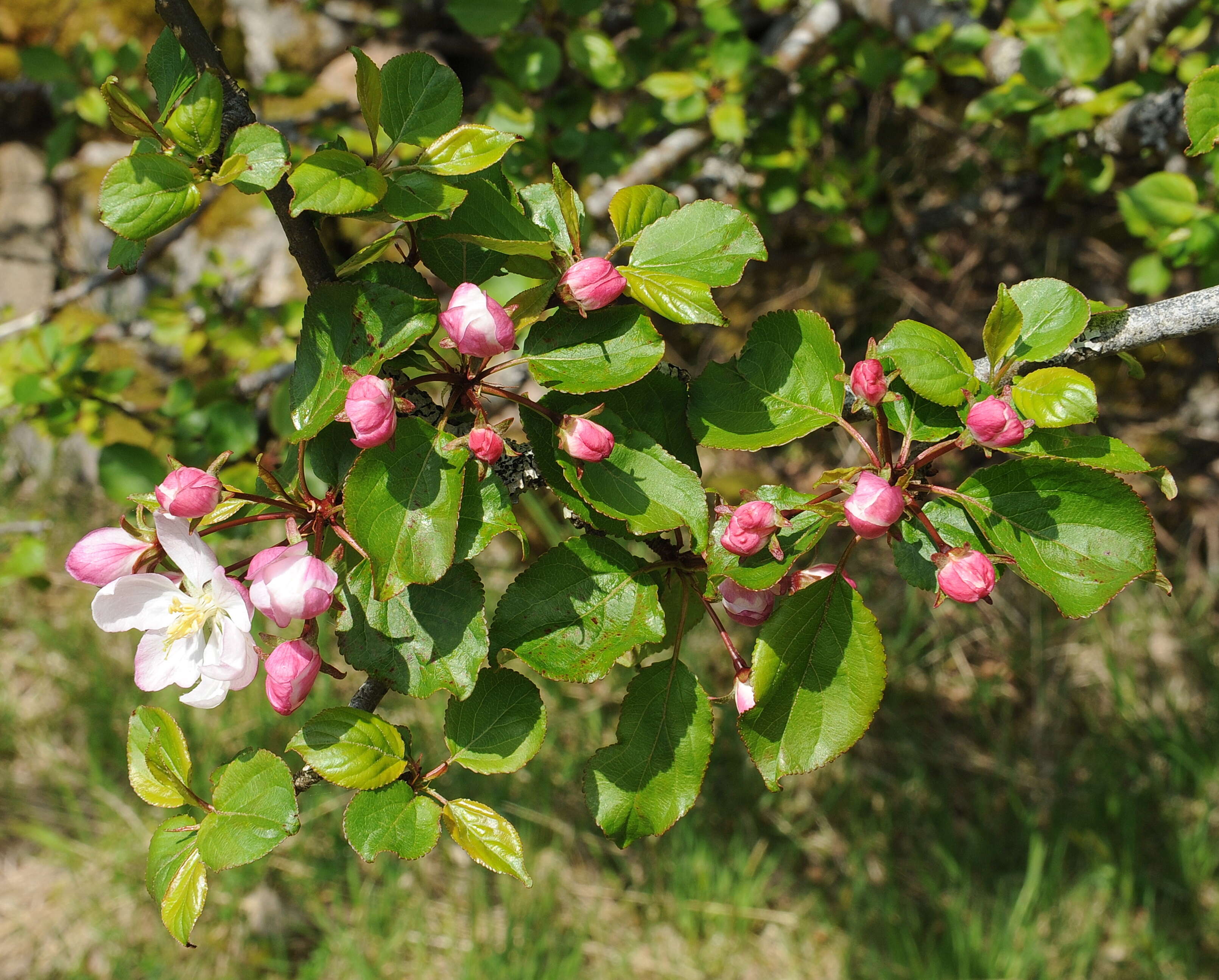 Imagem de Malus sylvestris Mill.