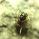 صورة Sardinidion blackwalli (O. Pickard-Cambridge 1871)