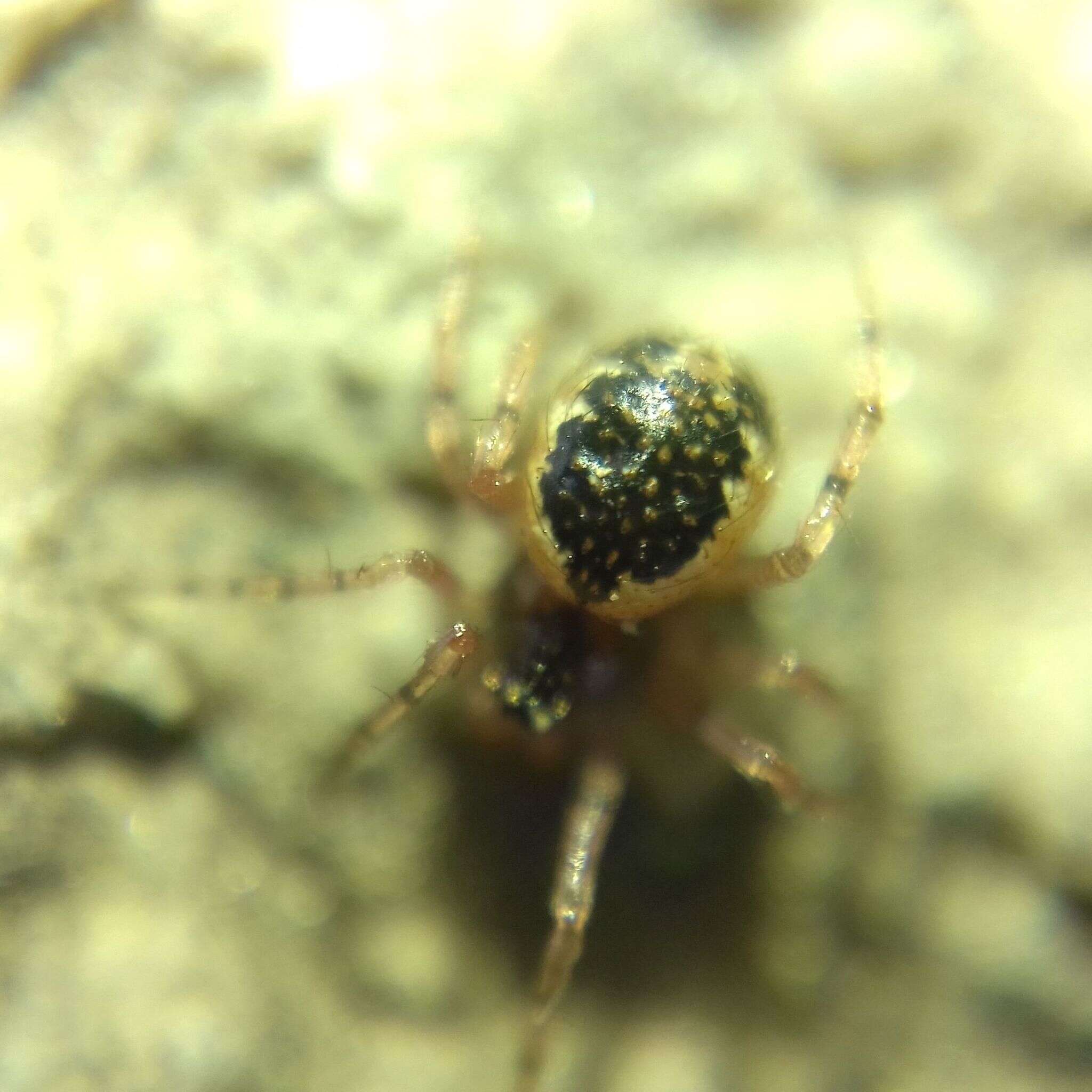 صورة Sardinidion