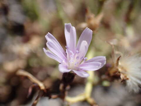 Image of Lactuca palmensis C. Bolle