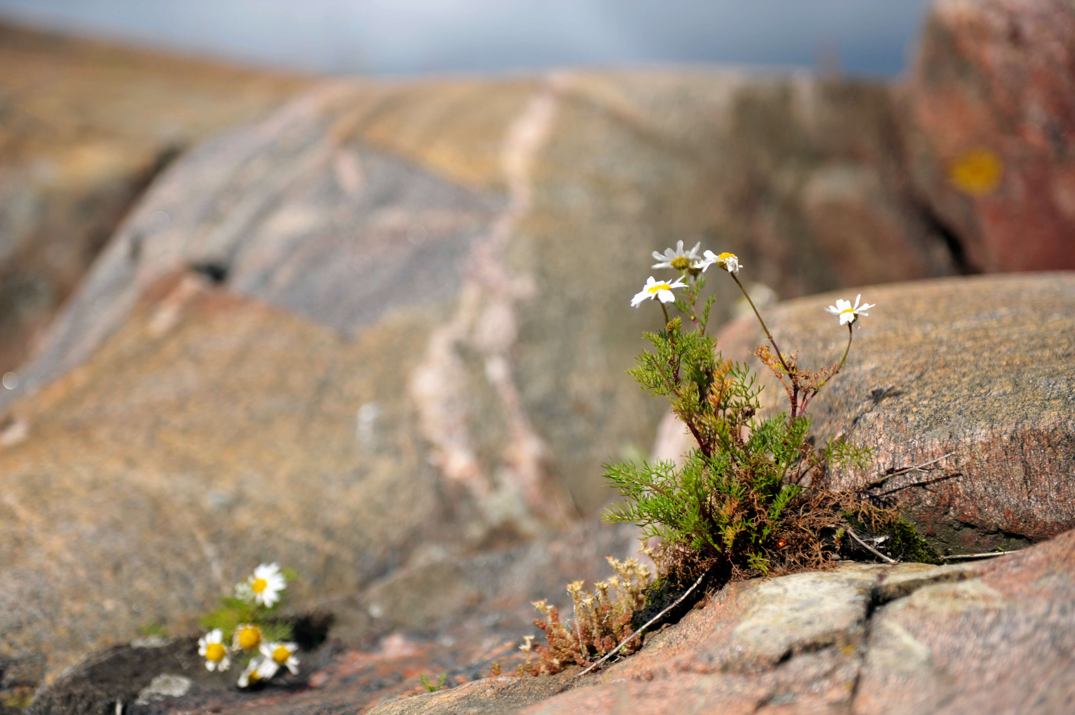 Image of corn chamomile