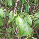 Image of Cordiera myrciifolia (K. Schum.) Perss. & Delprete