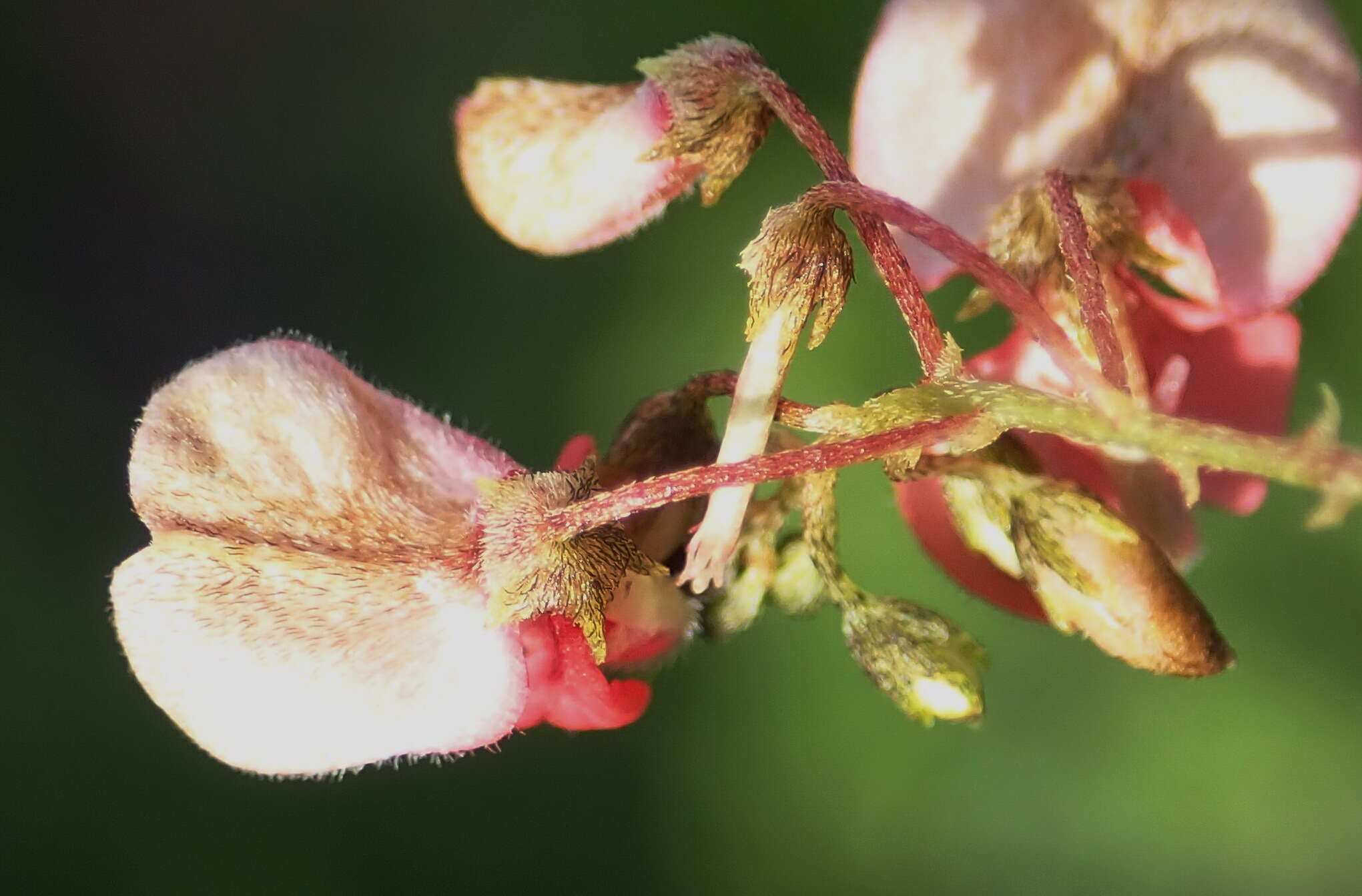 Indigofera verrucosa Eckl. & Zeyh.的圖片