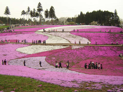 Image of moss phlox