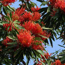 Image of Red silky oak