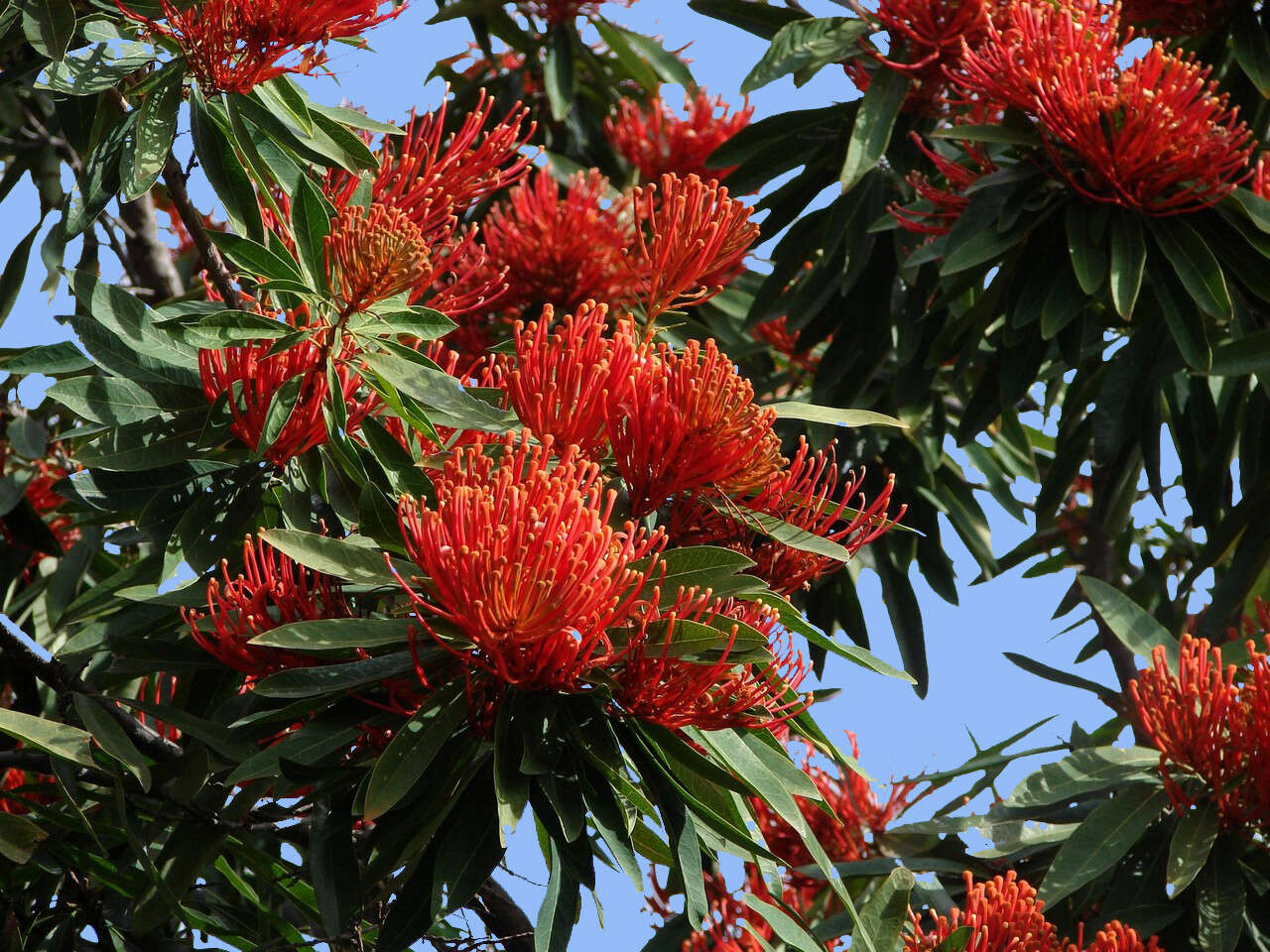 Image of Red silky oak
