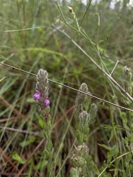 Image of mock pennyroyal