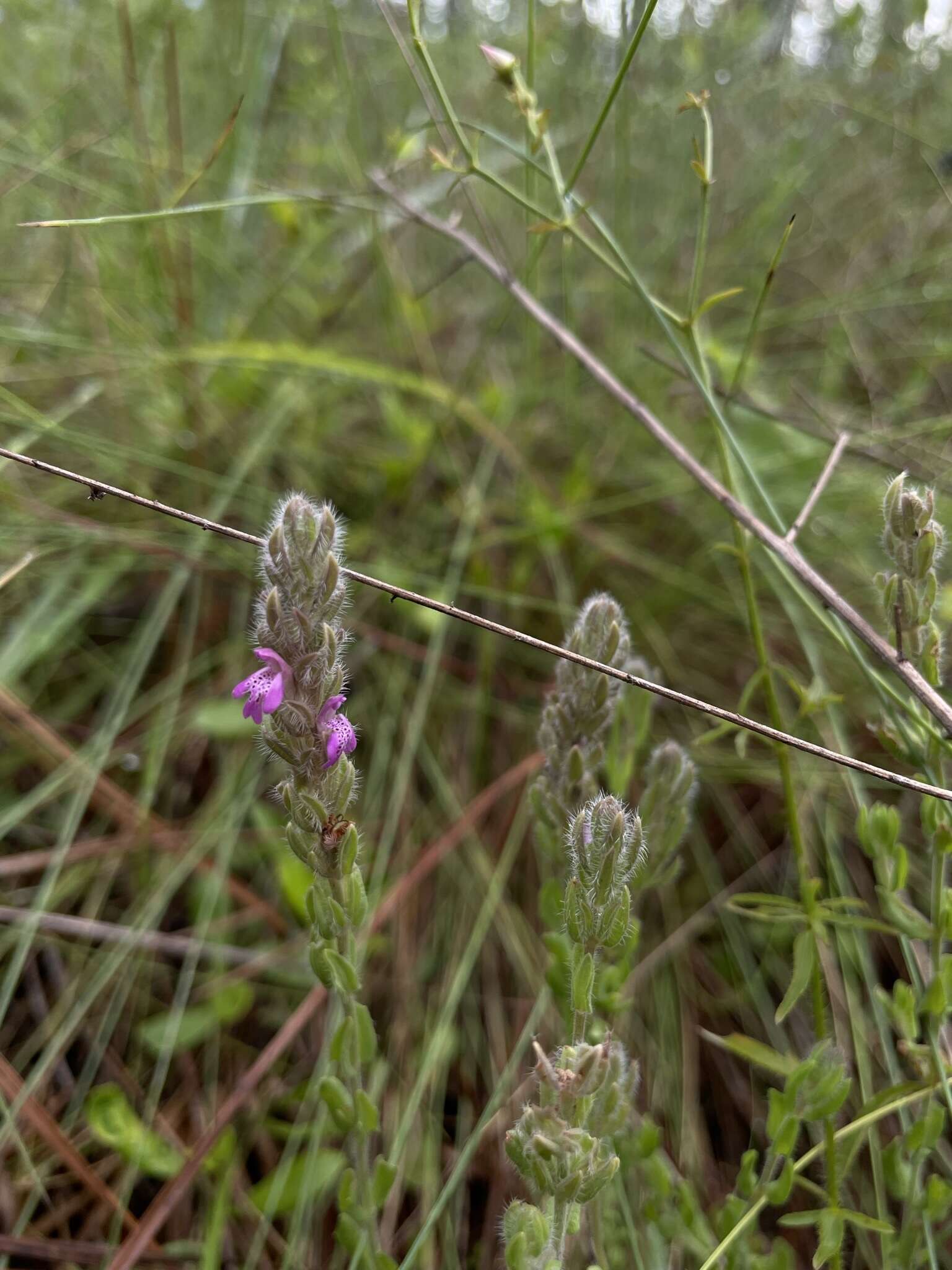 Слика од Stachydeoma