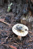 Image of Russula iterika Grgur. 1997